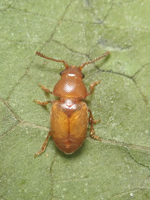 Chrysomelidae? No, Kateretidae, Kateretes pusillus, maschio